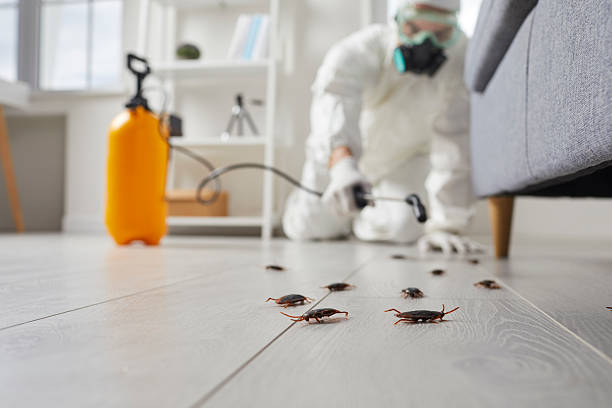 Commercial Rodent Management in Ringgold